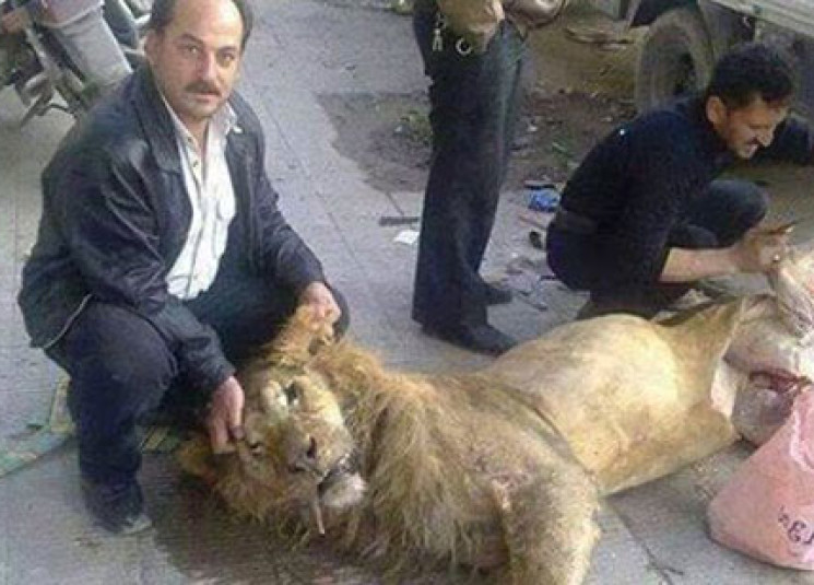 Република | Информации за колењето на „лавот“ во Гута!