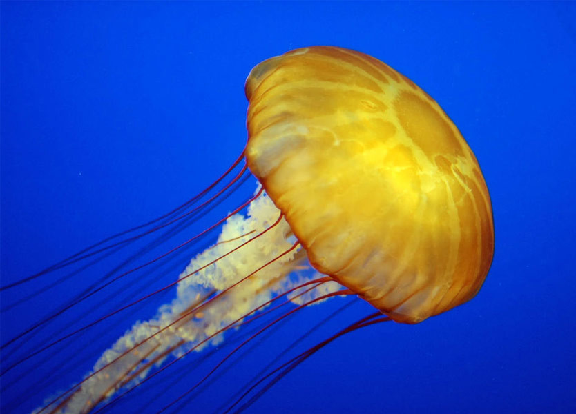 الجمهورية هل سيكشف قنديل البحر الخالد.. "سر الخلود"؟!