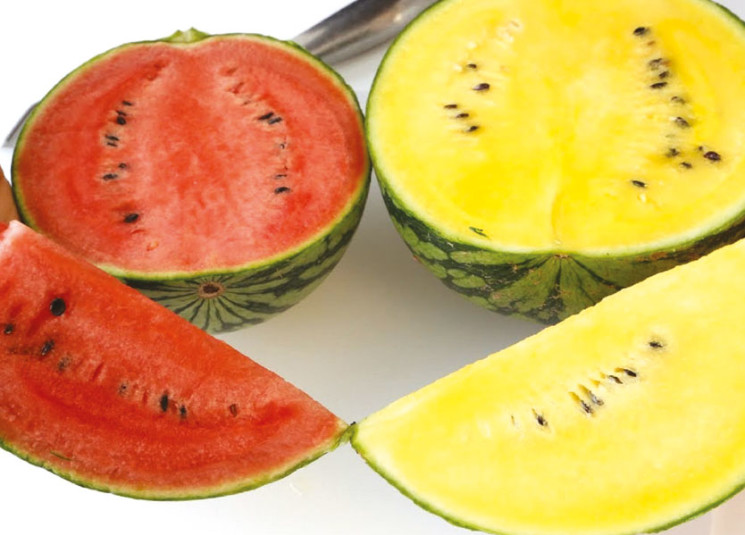 الجمهورية البطيخ الأحمر أو الأصفر أيهما أفضل